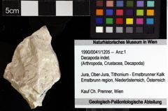 Foto (Objket + Etiketten) von Decapoda indet. 